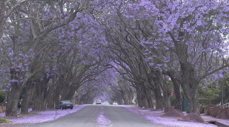 蓝花楹,澳洲小镇,澳洲生活,澳洲旅游 蓝花楹,澳洲小镇,澳洲生活,澳洲旅游