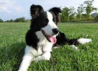 阿里红娘,阿里红娘国际交友,阿里红娘见面动态,阿里红娘成功案例